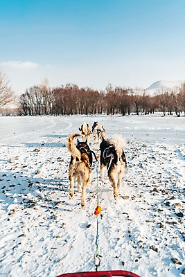 포토 JPG 주간 나무 줄 겨울 여러마리 사람없음 야외 달리기 설원 눈 시베리안허스키 몽골 썰매개 역동적 썰매 개썰매 국내포토 자연요소 식물 계절 아시아 다수 컨셉 모션 날씨 눈_날씨 개 파일형식