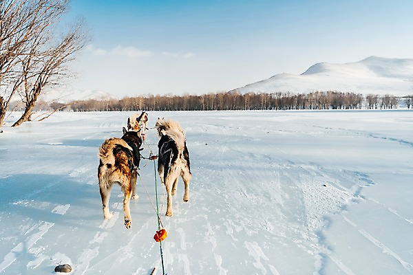 포토 JPG 주간 나무 줄 겨울 산 사람없음 야외 달리기 설원 눈 시베리안허스키 몽골 썰매개 역동적 썰매 개썰매 국내포토 자연요소 식물 계절 아시아 컨셉 모션 날씨 눈_날씨 개 파일형식