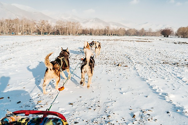 포토 JPG 주간 나무 겨울 산 사람없음 야외 달리기 설원 눈 시베리안허스키 몽골 썰매개 썰매 개썰매 겨울풍경 국내포토 자연요소 식물 계절 아시아 모션 날씨 눈_날씨 풍경 개 파일형식