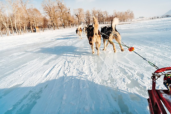 포토 JPG 주간 나무 줄 겨울 사람없음 야외 달리기 설원 눈 숲 시베리안허스키 몽골 썰매개 썰매 개썰매 국내포토 자연요소 식물 계절 아시아 모션 날씨 눈_날씨 개 파일형식