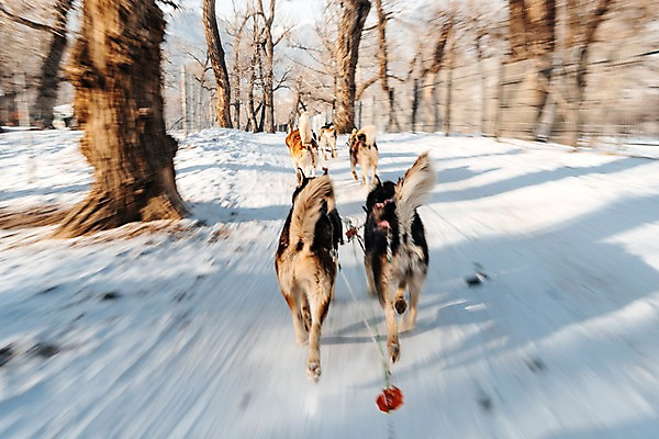 포토 JPG 주간 나무 겨울 여러마리 사람없음 야외 달리기 설원 눈 숲 시베리안허스키 몽골 썰매개 썰매 개썰매 국내포토 자연요소 식물 계절 아시아 다수 모션 날씨 눈_날씨 개 파일형식