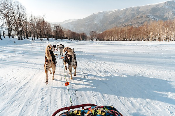 포토 JPG 주간 나무 겨울 산 사람없음 야외 달리기 설원 눈 숲 시베리안허스키 몽골 썰매개 썰매 개썰매 겨울풍경 국내포토 자연요소 식물 계절 아시아 모션 날씨 눈_날씨 풍경 개 파일형식