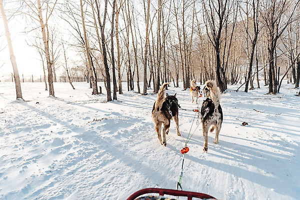 포토 JPG 주간 나무 줄 겨울 사람없음 야외 빛 달리기 설원 눈 숲 시베리안허스키 몽골 썰매개 썰매 개썰매 국내포토 자연요소 식물 계절 아시아 모션 날씨 눈_날씨 개 파일형식