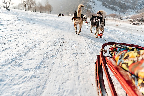 포토 JPG 주간 나무 줄 겨울 여러마리 산 사람없음 야외 달리기 설원 눈 시베리안허스키 몽골 썰매개 썰매 개썰매 겨울풍경 국내포토 자연요소 식물 계절 아시아 다수 모션 날씨 눈_날씨 풍경 개 파일형식