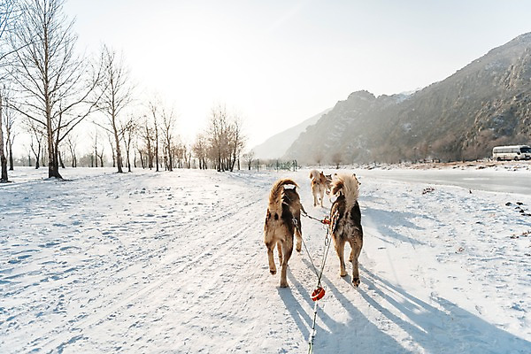 포토 JPG 주간 나무 줄 겨울 여러마리 산 사람없음 야외 빛 달리기 설원 눈 시베리안허스키 몽골 썰매개 썰매 개썰매 국내포토 자연요소 식물 계절 아시아 다수 모션 날씨 눈_날씨 개 파일형식