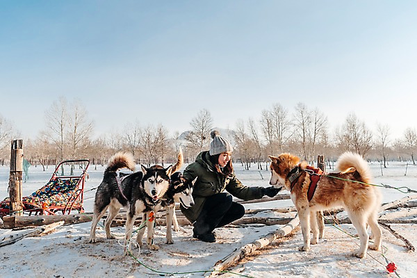 포토 JPG 주간 전신 나무 여자 줄 겨울 세마리 한명 미소 사람 앉기 20대 성인 야외 옆모습 설원 만지기 한국인 눈 시베리안허스키 몽골 썰매개 썰매 개썰매 성인여자한명만 쓰다듬기 국내포토 자연요소 식물 1 계절 아시아 뷰포인트 모션 날씨 눈_날씨 표정 3 동양인 청년 개 여자한명만 성인여자만 파일형식