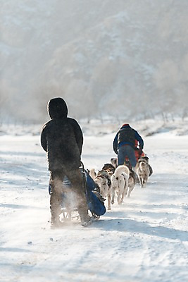 포토 JPG 주간 전신 커플 여자 겨울 서기 사람 앉기 동양인 20대 성인 야외 뒷모습 세명 달리기 설원 점퍼 한국인 눈 시베리안허스키 몽골 썰매개 즐거움 개썰매 성인만 국내포토 자연요소 계절 감정 아시아 뷰포인트 관계 모션 날씨 눈_날씨 인종 청년 외투 개 썰매 파일형식