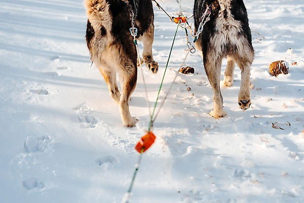 포토 JPG 주간 줄 두마리 겨울 사람없음 야외 달리기 설원 눈 기다림 발자국 시베리안허스키 몽골 썰매개 개썰매 국내포토 자연요소 계절 아시아 2 자국 모션 날씨 눈_날씨 개 썰매 파일형식