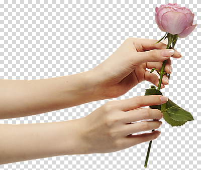 편집이미지 손 한송이 들기 신체부위 장미 양손 잡기 PNG 편집소스 1 꽃 모션 사람 송이 파일형식