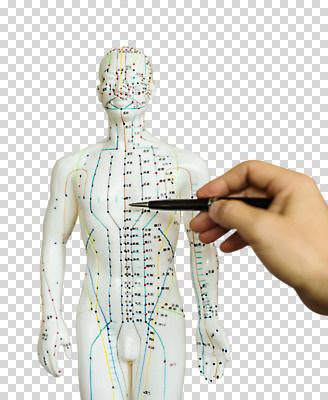 편집이미지 손 인체모형 신체부위 펜 가리킴 PNG 편집소스 사람 손짓 필기구 모형 파일형식