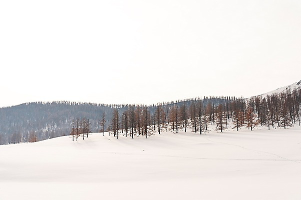 포토 JPG 주간 나무 해외풍경 설경 겨울 자연 하늘 풍경 사람없음 야외 설원 눈 몽골 겨울풍경 국내포토 자연요소 식물 해외 계절 아시아 날씨 눈_날씨 생태계 파일형식