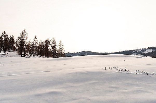 포토 JPG 주간 나무 해외풍경 설경 겨울 자연 하늘 풍경 사람없음 야외 설원 눈 몽골 겨울풍경 국내포토 자연요소 식물 해외 계절 아시아 날씨 눈_날씨 생태계 파일형식