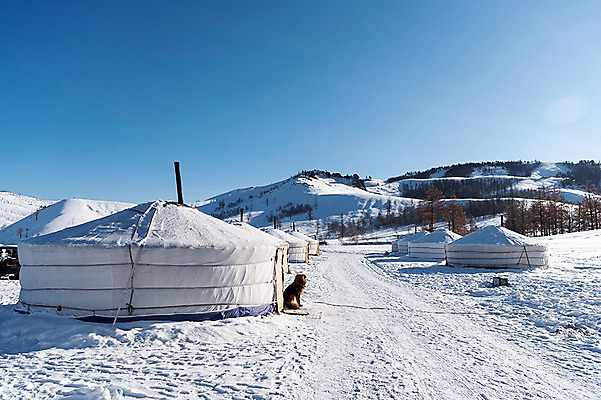 포토 JPG 주간 한마리 해외풍경 설경 겨울 자연 하늘 산 풍경 사람없음 야외 설원 눈 강아지 몽골 게르 동물라이프 반려 겨울풍경 국내포토 자연요소 동물 1 전통 해외 라이프스타일 계절 아시아 날씨 눈_날씨 반려동물 개 생태계 파일형식