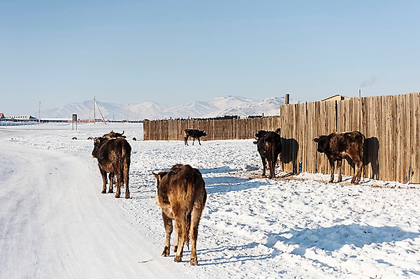 포토 JPG 주간 해외풍경 설경 겨울 여러마리 자연 풍경 사람없음 야외 설원 가축 눈 소 몽골 겨울풍경 국내포토 자연요소 동물 해외 계절 아시아 다수 포유류 날씨 눈_날씨 생태계 파일형식
