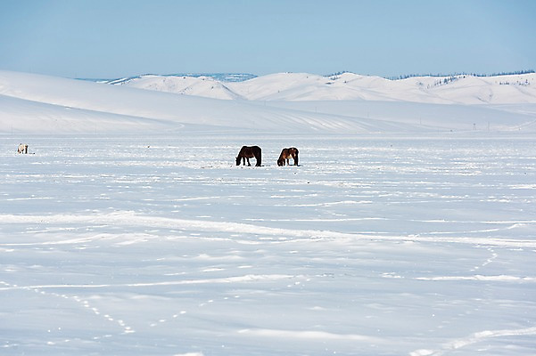 포토 JPG 주간 해외풍경 두마리 설경 겨울 자연 하늘 풍경 사람없음 야외 설원 눈 소 몽골 겨울풍경 국내포토 자연요소 해외 계절 아시아 2 포유류 날씨 눈_날씨 생태계 파일형식
