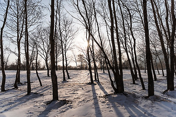 포토 JPG 주간 나무 해외풍경 설경 겨울 자연 풍경 사람없음 야외 햇빛 노을 설원 눈 몽골 겨울풍경 국내포토 자연요소 식물 해외 계절 아시아 날씨 눈_날씨 태양 생태계 파일형식