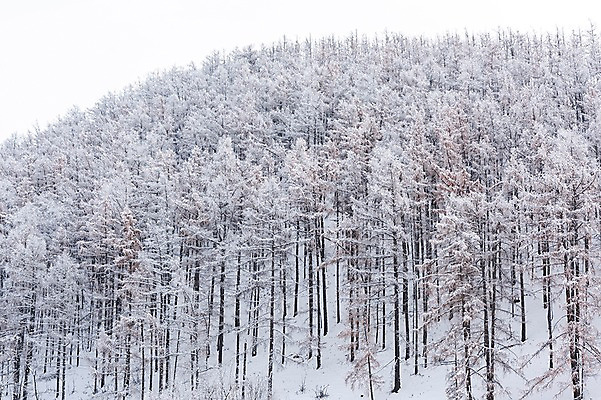 포토 JPG 주간 나무 해외풍경 설경 겨울 자연 산 풍경 사람없음 야외 설원 눈 숲 몽골 겨울풍경 국내포토 자연요소 식물 해외 계절 아시아 날씨 눈_날씨 생태계 파일형식