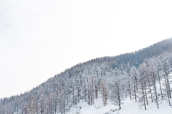포토 JPG 주간 나무 해외풍경 설경 겨울 자연 하늘 산 풍경 사람없음 야외 설원 눈 몽골 겨울풍경 국내포토 자연요소 식물 해외 계절 아시아 날씨 눈_날씨 생태계 파일형식