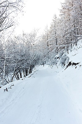 포토 JPG 주간 나무 해외풍경 설경 겨울 자연 풍경 사람없음 야외 설원 눈 몽골 겨울풍경 국내포토 자연요소 식물 해외 계절 아시아 날씨 눈_날씨 생태계 파일형식