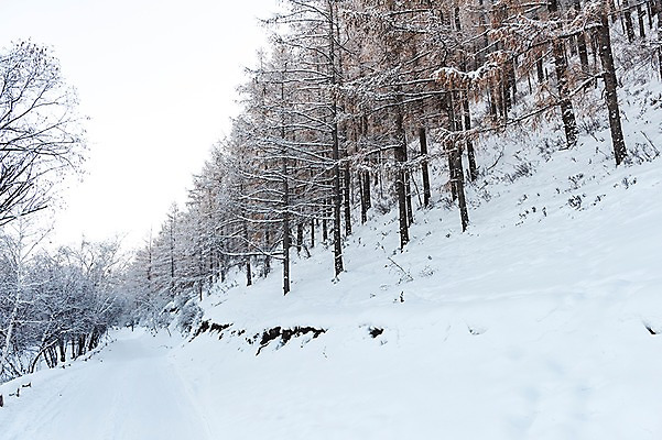 포토 JPG 주간 나무 해외풍경 설경 겨울 자연 하늘 풍경 사람없음 야외 설원 눈 몽골 겨울풍경 국내포토 자연요소 식물 해외 계절 아시아 날씨 눈_날씨 생태계 파일형식