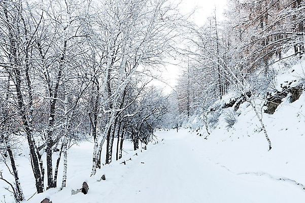 포토 JPG 주간 나무 해외풍경 설경 겨울 자연 하늘 풍경 사람없음 야외 설원 눈 몽골 겨울풍경 국내포토 자연요소 식물 해외 계절 아시아 날씨 눈_날씨 생태계 파일형식