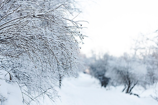 포토 JPG 주간 해외풍경 설경 겨울 자연 풍경 근접촬영 사람없음 야외 아웃포커스 설원 나뭇가지 눈 몽골 겨울풍경 국내포토 자연요소 나무 해외 계절 아시아 뷰포인트 날씨 눈_날씨 촬영기법 생태계 파일형식