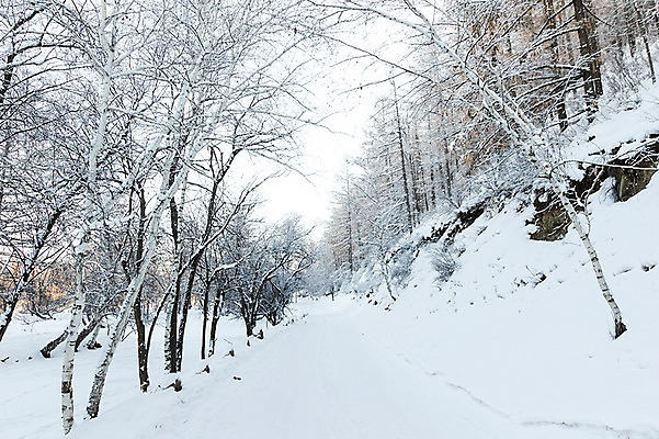 포토 JPG 주간 나무 해외풍경 설경 겨울 자연 풍경 사람없음 야외 설원 눈 몽골 겨울풍경 국내포토 자연요소 식물 해외 계절 아시아 날씨 눈_날씨 생태계 파일형식