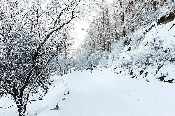 포토 JPG 주간 나무 해외풍경 설경 겨울 자연 풍경 사람없음 야외 설원 눈 몽골 겨울풍경 국내포토 자연요소 식물 해외 계절 아시아 날씨 눈_날씨 생태계 파일형식