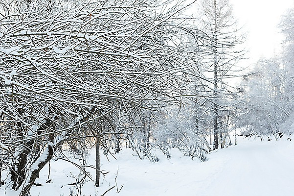 포토 JPG 주간 나무 해외풍경 설경 겨울 자연 풍경 사람없음 야외 설원 눈 몽골 겨울풍경 국내포토 자연요소 식물 해외 계절 아시아 날씨 눈_날씨 생태계 파일형식