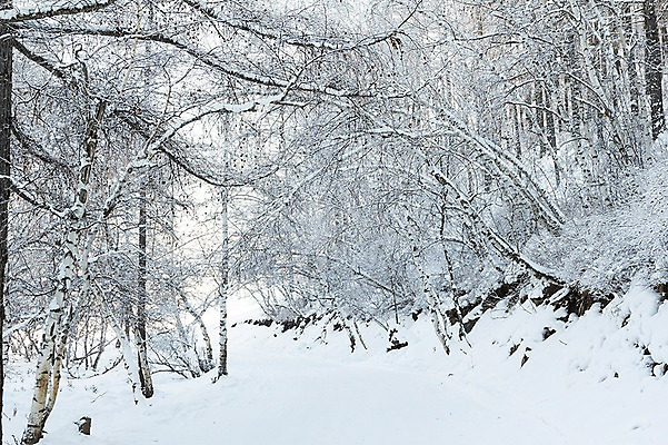 포토 JPG 주간 나무 해외풍경 설경 겨울 자연 풍경 사람없음 야외 설원 눈 몽골 겨울풍경 국내포토 자연요소 식물 해외 계절 아시아 날씨 눈_날씨 생태계 파일형식