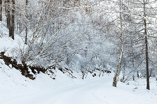 포토 JPG 주간 나무 해외풍경 설경 겨울 자연 풍경 사람없음 야외 설원 눈 몽골 겨울풍경 국내포토 자연요소 식물 해외 계절 아시아 날씨 눈_날씨 생태계 파일형식