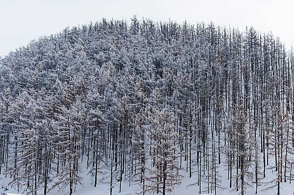 포토 JPG 주간 나무 해외풍경 설경 겨울 자연 산 풍경 사람없음 야외 설원 눈 숲 몽골 겨울풍경 국내포토 자연요소 식물 해외 계절 아시아 날씨 눈_날씨 생태계 파일형식