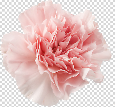 편집이미지 꽃 분홍색 사람없음 장식 오브젝트 PNG 편집소스 식물 컬러 파일형식