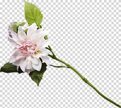 편집이미지 잎 사람없음 장식 오브젝트 PNG 꽃가지 편집소스 식물 꽃 나뭇가지 파일형식