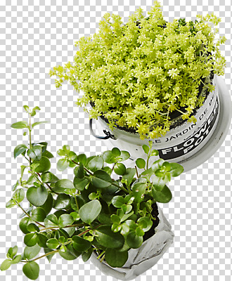 식물 편집이미지 화분 잎 사람없음 장식 오브젝트 PNG 편집소스 파일형식