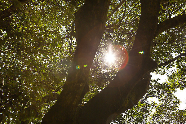 포토 JPG 주간 나무 로우앵글 자연 나뭇잎 풍경 사람없음 야외 관광지 햇빛 제주도 봄 봄여행 국내포토 자연요소 식물 계절 뷰포인트 여행 잎 한국 태양 생태계 파일형식