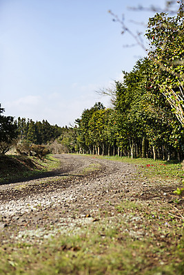 포토 JPG 주간 나무 자연 하늘 풍경 사람없음 야외 관광지 제주도 봄 산책로 봄여행 국내포토 자연요소 식물 계절 길 여행 한국 생태계 파일형식
