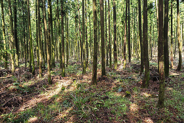 포토 JPG 주간 나무 자연 이끼 풍경 사람없음 야외 관광지 제주도 봄 숲 봄여행 국내포토 자연요소 식물 계절 여행 한국 생태계 파일형식