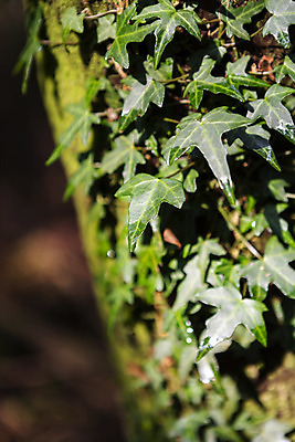 포토 JPG 주간 나무 잎 자연 이끼 풍경 근접촬영 사람없음 야외 아웃포커스 관광지 제주도 봄 숲 봄여행 국내포토 자연요소 식물 계절 뷰포인트 여행 한국 촬영기법 생태계 파일형식