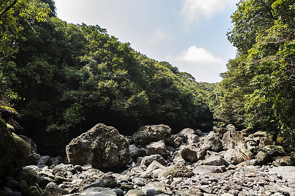 포토 JPG 주간 나무 구름 자연 하늘 산 풍경 사람없음 야외 관광지 제주도 계곡 봄 바위 숲 봄여행 국내포토 자연요소 식물 계절 여행 한국 돌_바위 생태계 파일형식