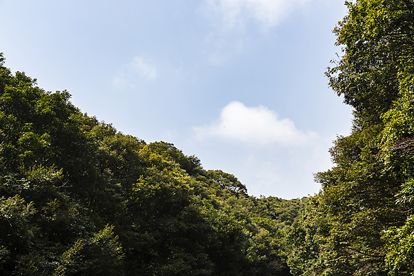 포토 JPG 주간 나무 구름 자연 하늘 산 풍경 사람없음 야외 관광지 제주도 봄 숲 봄여행 국내포토 자연요소 식물 계절 여행 한국 생태계 파일형식