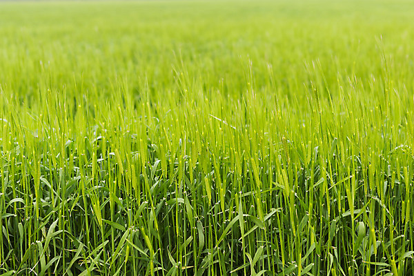 포토 JPG 주간 자연 풍경 초원 사람없음 야외 관광지 제주도 봄 봄여행 청보리 청보리밭 국내포토 자연요소 계절 여행 밭 한국 생태계 보리 파일형식