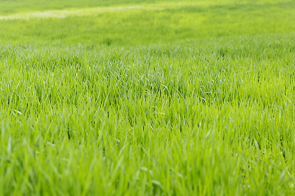 포토 JPG 주간 자연 풍경 초원 사람없음 야외 관광지 제주도 봄 봄여행 청보리 청보리밭 국내포토 자연요소 계절 여행 밭 한국 생태계 보리 파일형식
