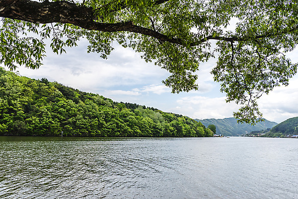 포토 JPG 주간 나무 구름 자연 하늘 풍경 사람없음 야외 관광지 강 봄 남이섬 봄여행 북한강 국내포토 자연요소 식물 계절 섬 여행 생태계 강원도 가평 파일형식