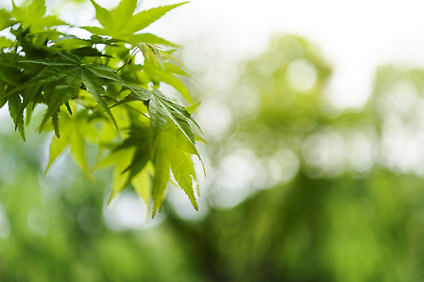 포토 JPG 주간 자연 나뭇잎 풍경 사람없음 야외 아웃포커스 관광지 봄 남이섬 봄여행 국내포토 자연요소 계절 섬 여행 잎 촬영기법 생태계 강원도 파일형식