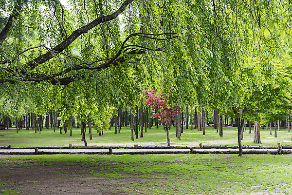 포토 JPG 주간 나무 자연 풍경 사람없음 야외 관광지 봄 산책로 숲 남이섬 봄여행 국내포토 자연요소 식물 계절 길 섬 여행 생태계 강원도 파일형식