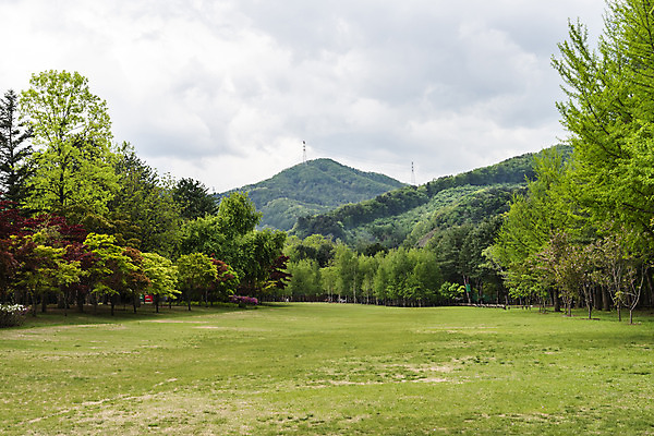 포토 JPG 주간 나무 구름 자연 하늘 풍경 초원 사람없음 야외 관광지 봄 남이섬 봄여행 국내포토 자연요소 식물 계절 섬 여행 생태계 강원도 파일형식
