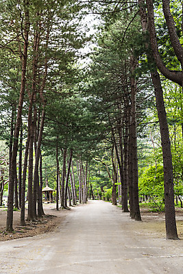 포토 JPG 주간 나무 자연 여러그루 풍경 사람없음 야외 관광지 봄 산책로 남이섬 봄여행 국내포토 자연요소 식물 계절 길 섬 여행 다수 생태계 강원도 파일형식