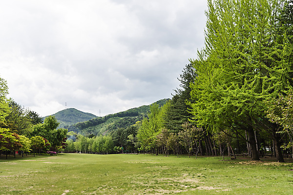 포토 JPG 주간 나무 구름 자연 하늘 풍경 초원 사람없음 야외 관광지 봄 남이섬 봄여행 국내포토 자연요소 식물 계절 섬 여행 생태계 강원도 파일형식
