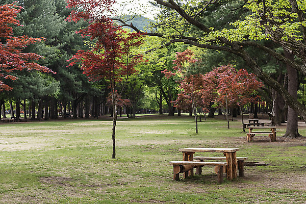 포토 JPG 주간 나무 벤치 자연 휴식 풍경 사람없음 야외 관광지 봄 산책로 남이섬 봄여행 국내포토 자연요소 식물 계절 길 섬 여행 컨셉 의자 생태계 강원도 파일형식